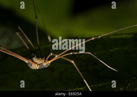 Ein herrlich verzierten tropischen Harvestman (Auftrag Opiliones). Fotografiert in Costa Rica. Stockfoto