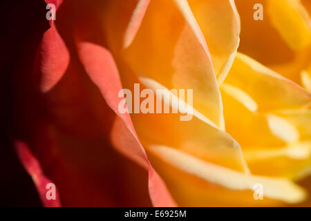 Rose Nahaufnahme. Stockfoto