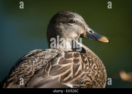 Stockente (Anas Platyrhynchos) weiblich. Fotografiert in Oregon, USA. Stockfoto