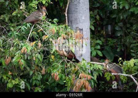 Der Hoatzin, alias "Stinkbird," durch eine Gülle-Geruch (aufgrund der Fermentation von Pflanzenmaterial in seine muskuläre Ernte). Stockfoto