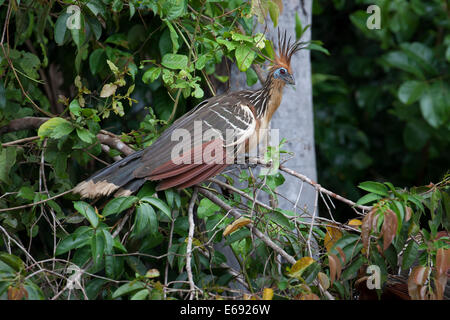 Der Hoatzin, alias "Stinkbird," durch eine Gülle-Geruch (aufgrund der Fermentation von Pflanzenmaterial in seine muskuläre Ernte). Stockfoto