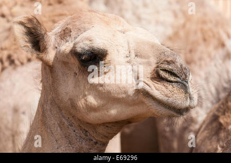 Kamele bei der Camel-Markt in Al Ain in der Nähe von Dubai, Vereinigte Arabische Emirate (VAE). Stockfoto
