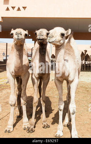 Kamele bei der Camel-Markt in Al Ain in der Nähe von Dubai, Vereinigte Arabische Emirate (VAE). Stockfoto