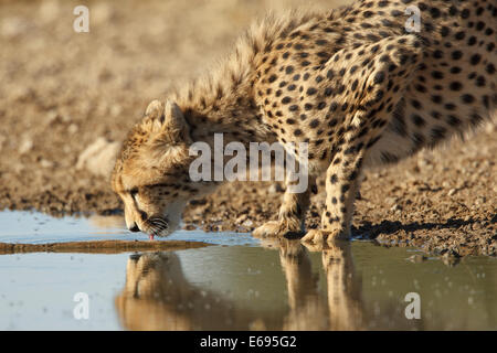 Ein Gepard Interesse seinen Durst an einem Wasserloch im Kgalagadi Transfrontier National Park. Stockfoto