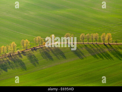 Luftbild, Landstraße, Allee zwischen grünen Wiesen, Stavenhagen, Mecklenburg-Western Pomerania, Deutschland Stockfoto