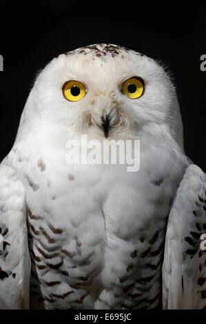 Schnee-Eule (Bubo Scandiacus, Nyctea Scandiaca), Weiblich, Porträt, in Gefangenschaft, Deutschland Stockfoto