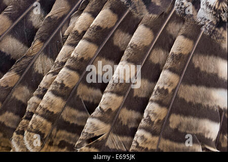 Tawny Owl or Brown Owl (Strix aluco), plumage detail, captive, Germany Stockfoto