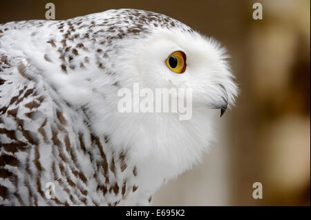 Schnee-Eule (Bubo Scandiacus, Nyctea Scandiaca), Weiblich, Porträt, in Gefangenschaft, Deutschland Stockfoto