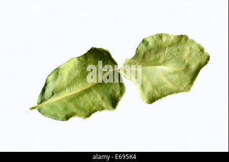 Kaffir-Limette (Citrus Hystrix), getrocknete Blätter Stockfoto