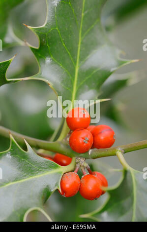 Gemeinsamen Holly oder Stechpalme (Ilex Aquifolium), Früchte, North Rhine-Westphalia, Deutschland Stockfoto