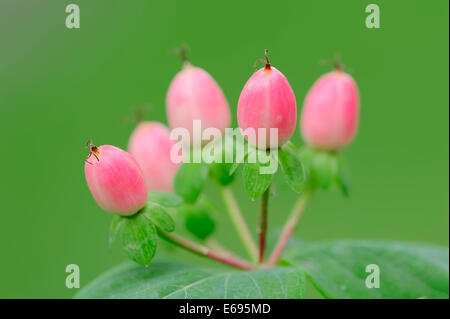 Duft frei, St. John's Würze oder hohen Tutsan (Hypericum X inodorum), Obst, North Rhine-Westphalia, Deutschland Stockfoto