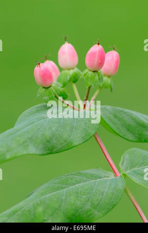 Duft frei, St. John's Würze oder hohen Tutsan (Hypericum X inodorum), Obst, North Rhine-Westphalia, Deutschland Stockfoto