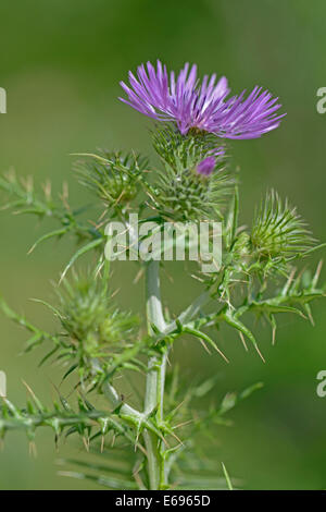 Spiny Plumeless Thistle (Blütenstandsboden Acanthoides), Provinz Messina, Sizilien, Italien Stockfoto