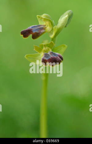 Düstere Bee-Orchidee oder dunkle Biene-Orchidee (Ophrys Fusca), Messina Bezirk, Sizilien, Italien Stockfoto