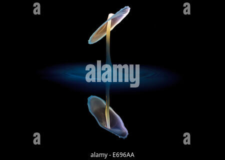 Drei Tropfen kollidieren, der erste bildet eine Spalte, die zweite erzeugt das Schild, gefolgt von der dritten, digital gesteuert mit Stockfoto