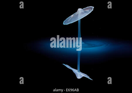 Drei Tropfen kollidieren, der erste bildet eine Spalte, die zweite erzeugt das Schild, gefolgt von der dritten, digital gesteuert mit Stockfoto