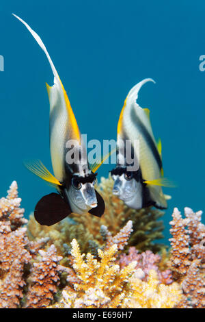 Zwei rote Meer Bannerfish (Heniochus Intermedius) über Korallenriff, Makadi Bay, Rotes Meer, Hurghada, Ägypten Stockfoto