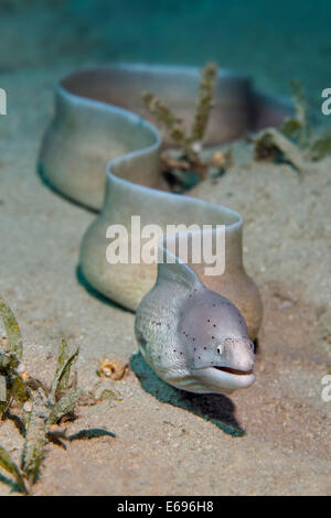 Geometrische Muräne (Gymnothorax früh), Makadi Bay, Rotes Meer, Hurghada, Ägypten Stockfoto