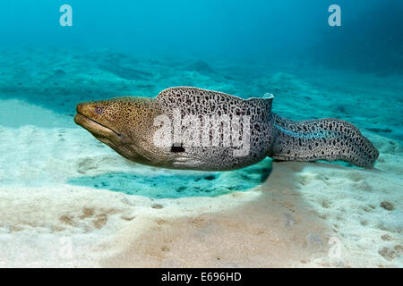 Riesen Muräne (Gymnothorax Javanicus) auf sandigem Boden, Makadi Bay, Rotes Meer, Hurghada, Ägypten Stockfoto