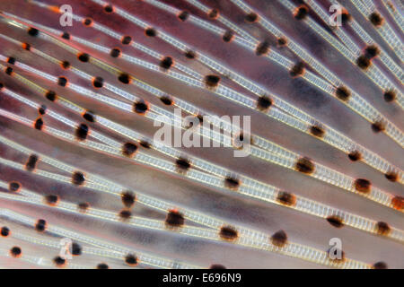 Schwanzflosse, rote Rotfeuerfisch (Pterois Volitans), Makadi Bay, Rotes Meer, Hurghada, Ägypten Stockfoto