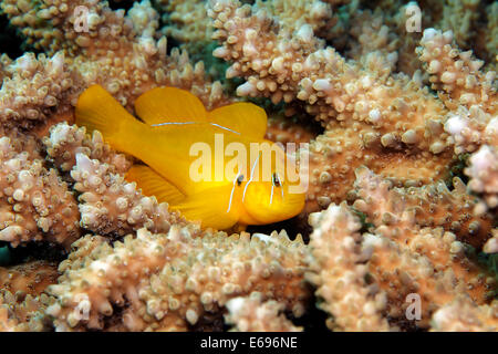 Vergiften Sie Grundel (Gobiodon Citrinus) auf Agropora Korallen (Agropora SP.), Makadi Bay, Rotes Meer, Hurghada, Ägypten Stockfoto