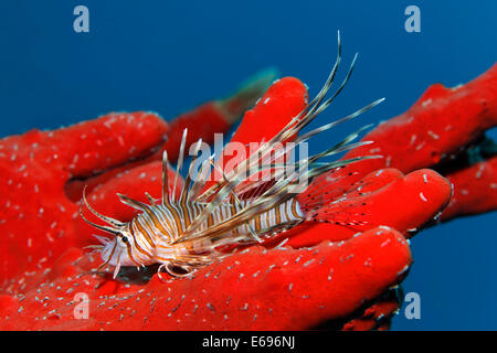 Junge rote Rotfeuerfisch (Pterois Volitans) auf toxische Finger-Schwamm (Negombata Magnifica), Makadi Bay, Rotes Meer, Hurghada, Ägypten Stockfoto
