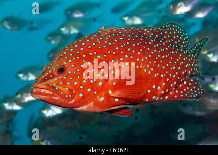 Korallen Hind (Cephalopholis Miniata) im Schwarm Rote Meer Zwerg Kehrmaschinen (beginnt aus), Makadi Bay, Hurghada, Ägypten Stockfoto