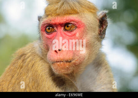 Toque Makaken (Macaca Sinica), Porträt, Anuradhapura, North Central Province, Sri Lanka Stockfoto