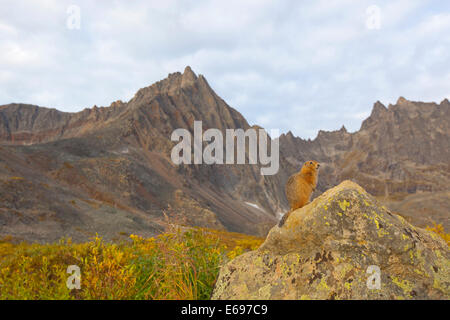 Arktischen Ziesel (Urocitellus Parryii) auf einem Felsen, Mount Monolith hinter, Indian Summer, Tombstone Mountains territoriale Stockfoto