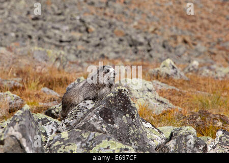 Hoary Murmeltier (Marmota Caligata), auf Felsen mit Flechten, Tombstone Mountains Territorial Park, Yukon Territorium, Kanada Stockfoto