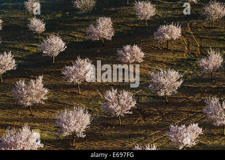 Anbau von Mandelbäumen (Prunus Dulcis) in voller Blüte, Provinz Almeria, Andalusien, Spanien Stockfoto