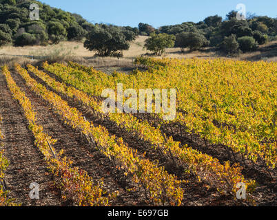 Weinberg im Herbst, Provinz Málaga, Andalusien, Spanien Stockfoto