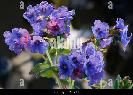 Lungenkraut (Pulmonaria Officinalis), Blumen Stockfoto