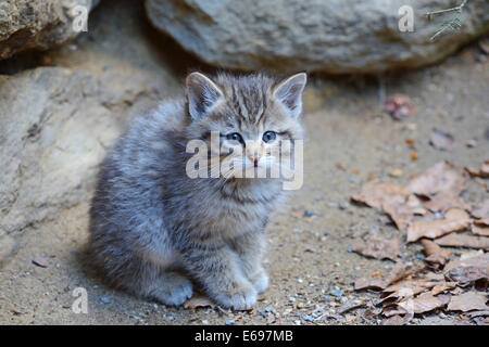 Wildkatze (Felis Silvestris), Kätzchen, in Gefangenschaft, Bayern, Deutschland Stockfoto