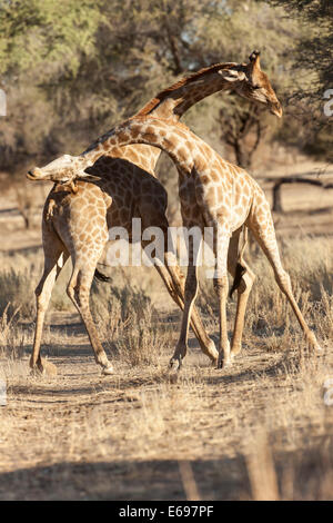 Zwei Giraffen (Giraffa Plancius), kämpfen, Khomas Region, Namibia Stockfoto