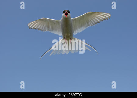 Küstenseeschwalbe (Sterna Paradisaea) ruft im Flug, blauer Himmel, Norwegen Stockfoto