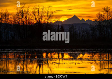 Sonnenuntergang, überschwemmte Reis Wiese vor Monte Viso, auch Mt Monviso, 3841 m, Cottischen Alpen, Lucedio, Vercelli, Piemont, Italien Stockfoto