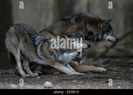 Drei grau Wolves(Canis lupus), Jämtland Grafschaft, Schweden Stockfoto