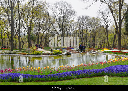 Tulpen und Traubenhyazinthen in Beeten, Tulip Festival, Emirgan Park, Emirgan Korusu, Emirgan, Istanbul, europäische Seite Stockfoto