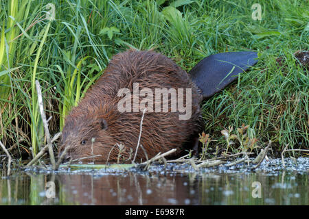 Europäischer Biber (Castor Fiber), Erwachsene, im Biotop, Naturschutzgebiet Peenetal, Mecklenburg-Western Pomerania, Deutschland Stockfoto