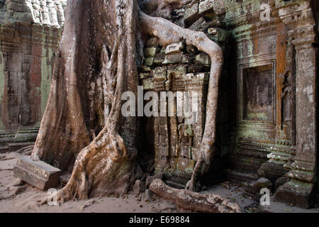 Riesige Tetrameles Nudiflora Baumwurzeln im Rathaushof, Ta Prohm Tempel, UNESCO-Weltkulturerbe, Angkor, Siem Reap, Kambodscha Stockfoto