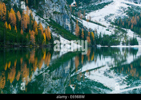 Lärchen mit herbstlichen Verfärbung, Reflexionen im Pragser Wildsee oder See Prags, Dolomiten, Südtirol, Italien Stockfoto