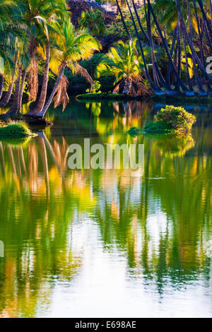 Palmen am Hopeaia Fischteich, Mauna Lani, Kohala Coast, Big Island, Hawaii, USA Stockfoto