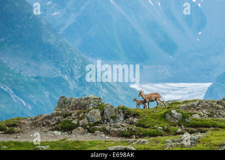 Alpensteinbock (Capra Ibex) mit jungen auf den Felsen vor dem Gletscher Mer De Glace, Mont Blanc, Frankreich Stockfoto