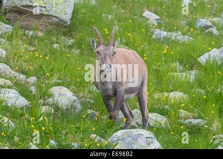 Alpensteinbock (Capra Ibex) auf einer Wiese, Mont Blanc, Frankreich Stockfoto