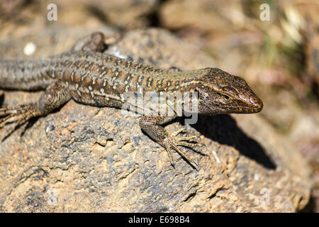 Tenerife Eidechse oder westlichen Kanaren Eidechse (Gallotia Galloti), Teneriffa, Kanarische Inseln, Spanien Stockfoto