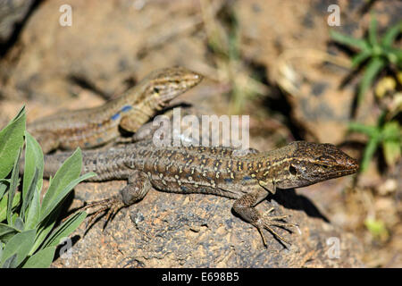 Zwei Teneriffa Echsen oder westlichen Kanarischen Eidechsen (Gallotia Galloti) sonnen sich auf einem Felsen, Teneriffa, Kanarische Inseln, Spanien Stockfoto