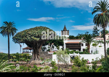 Drachenbaum, Icod de Los Vinos, Teneriffa, Kanarische Inseln, Spanien Stockfoto
