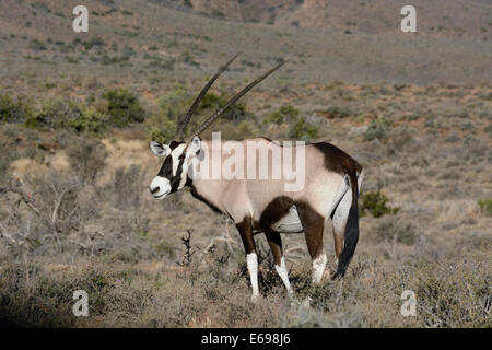 Oryx (Oryx Gazella), Karoo Nature Reserve, Western Cape, Südafrika Stockfoto