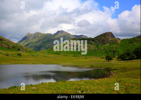 Blea Tarn zwischen Great Langdale und wenig Langdale Seenplatte Cumbria England UK ruhiger Sommertag mit blauen Himmel und Wolken Stockfoto